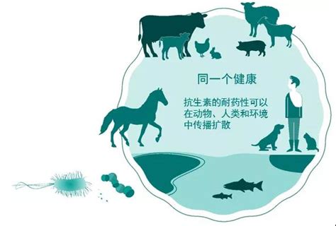 饲料端“禁抗” 猪场如何合理选用抗生素？避免药物浪费？ 猪好多网