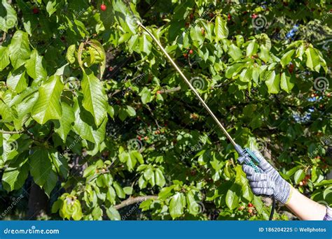 Spraying Of Fruit Trees In Late Winter From Pests And Insects Stock