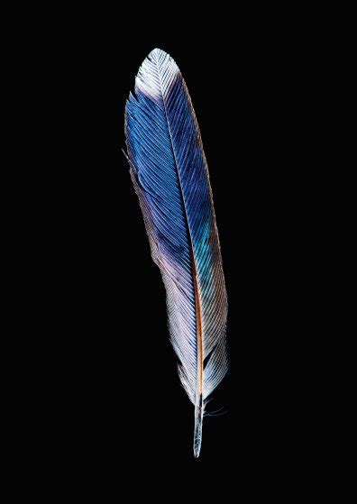 Exquisite Photos of Bird Feathers from Around the World | Time.com