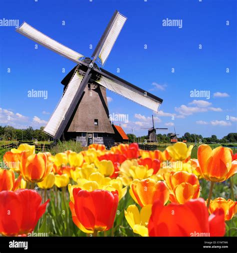 Traditional Dutch Windmills With Vibrant Tulips In The Foreground The