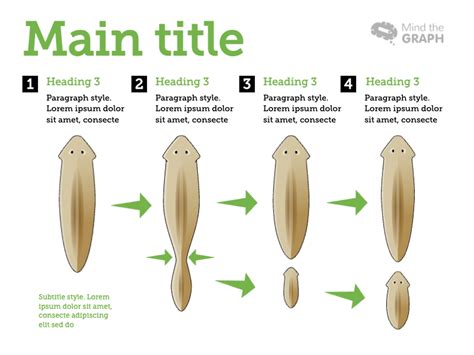 Planaria Asexual Reproduction Infographic Templates