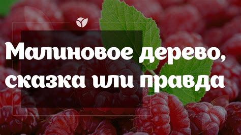 Малиновое Дерево Сказка Описание Сорта Фото – Telegraph