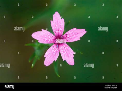 Deptford Pink Dianthus Armeria Wildflower Stock Photo Alamy