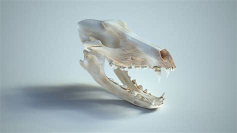 Wolf Skull 3d Max