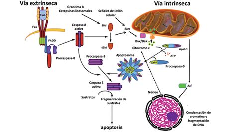 Defectos de la apoptosis en el linfoma cutáneo Revista de la