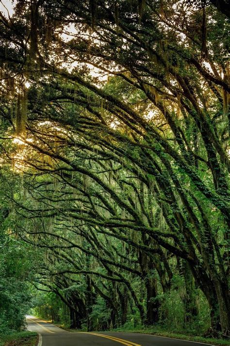 Canopy Road In Tallahassee National Park Road Trip Travel Aesthetic National Parks