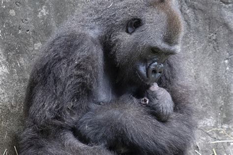 Gorillas Giving Birth