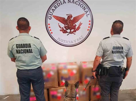 Binomios Caninos De La Guardia Nacional Detectan Peyote Que Sería