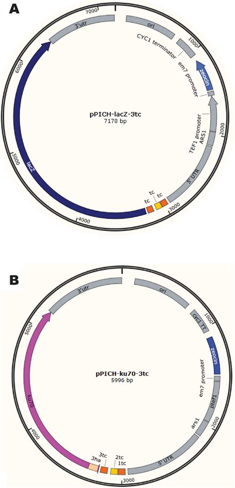 Map Of The Plasmids Containing The Tetracycline Aptamer Tc