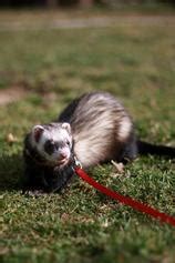 Ferret Colors - Ferret Edu