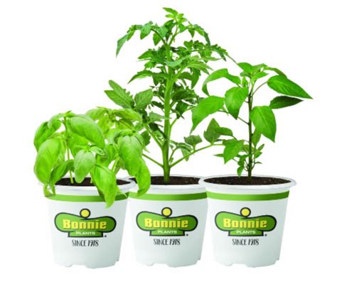 Bonnie Plants Organic Vegetables, 1 each / 4.5 in - Kroger