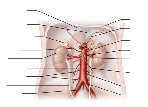 abdominal arteries Diagram | Quizlet