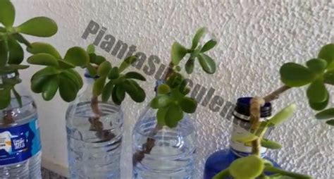 Come Riprodurre Un Albero Di Giada Con Una Foglia Pianta Succulenta