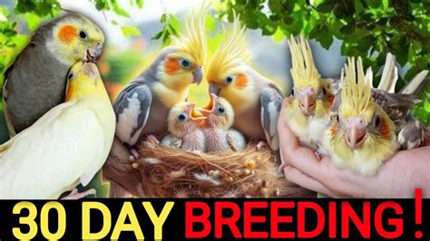 How To Breed Cockatiel In One Month Cockatiel Breeding Tips In Tamil