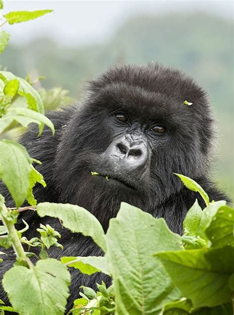 Mountain Gorilla Trekking Discovery Journeys