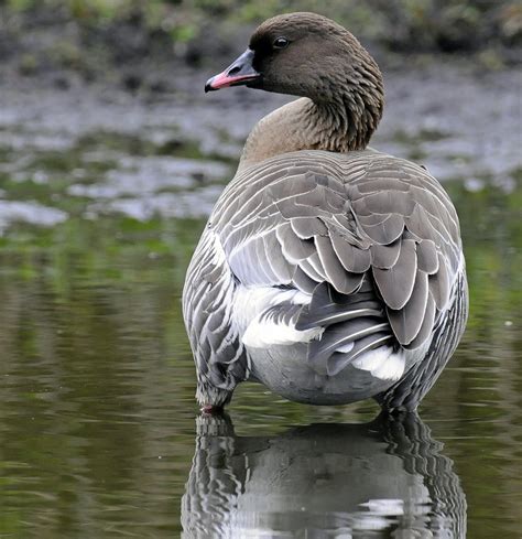 Pink Footed Goose Ebirdr