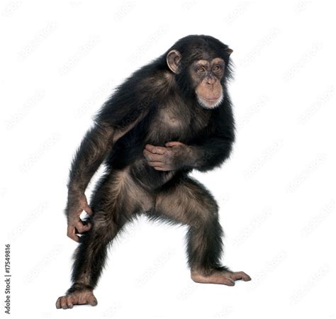 Young Chimpanzee Standing Against White Background Stock Photo Adobe