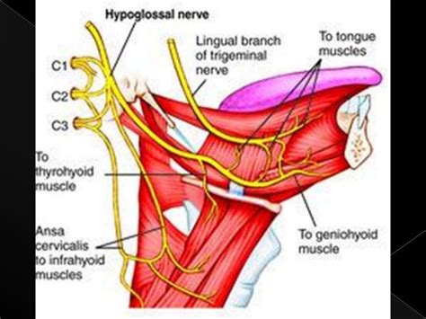 Hypoglossal Nerve Palsy