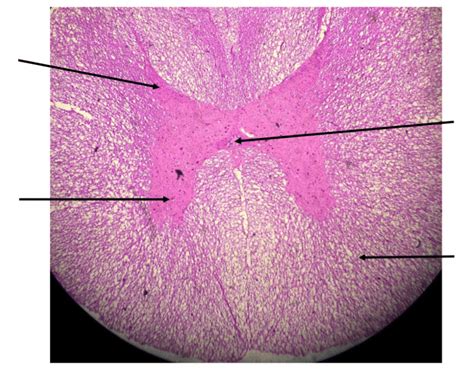 Medulla Spinalis Histology