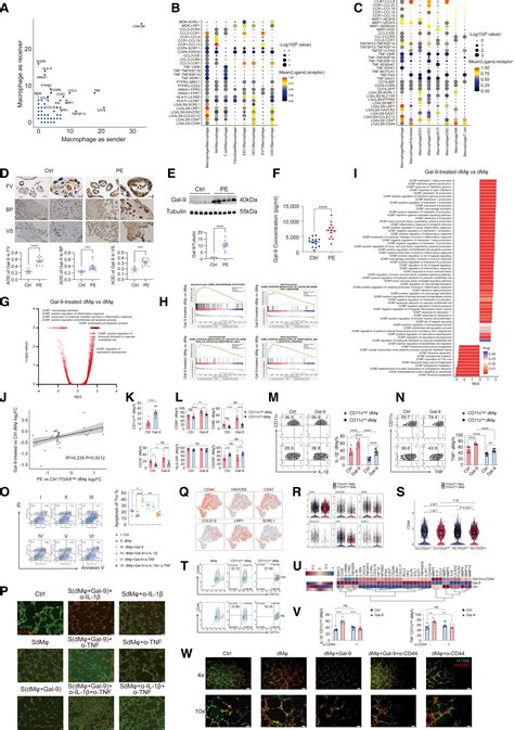 A Galectin Driven Cd Chigh Decidual Macrophage Subset Suppresses