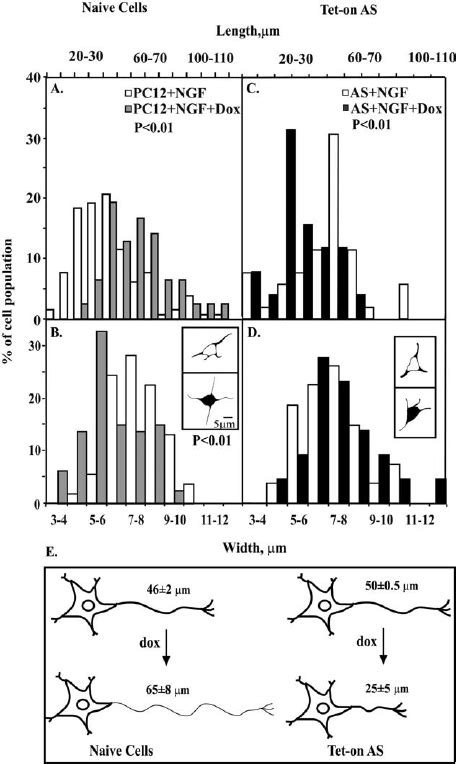 Nerve Growth Factor Ngf Induced Differentiation Of Parent And Tet As