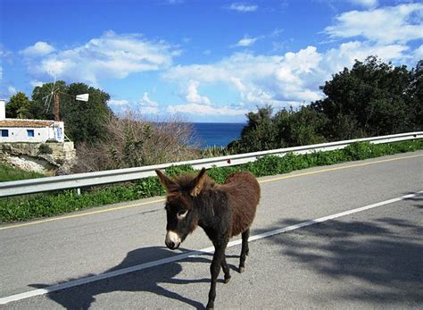 Filewild Donkeys On Cyprus Wikimedia Commons