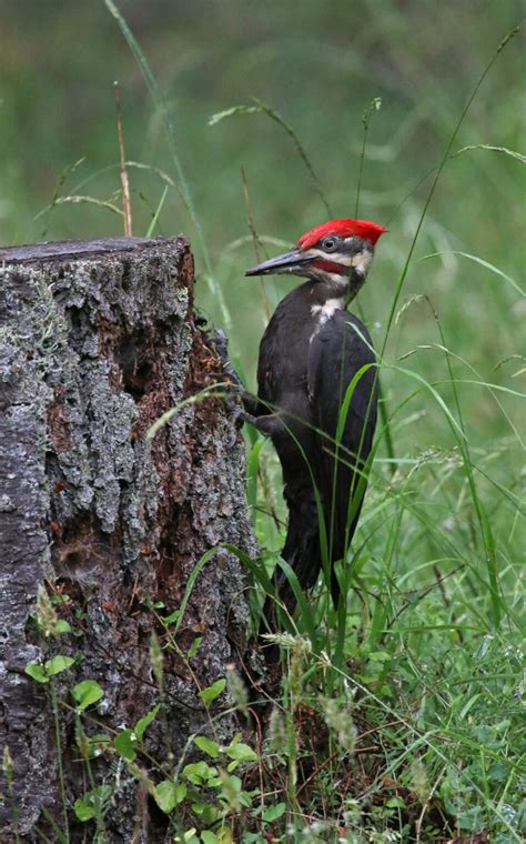 Woodpeckers In Oregon Try And Spot All 12 Species