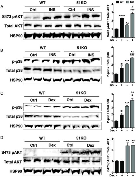 Fkbp51 Regulates Akt Phosphorylation At S473 And P38 Mapk Activation