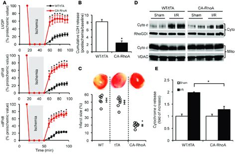 Rhoa Activation Protects Against Ir Injury In The Isolated Perfused