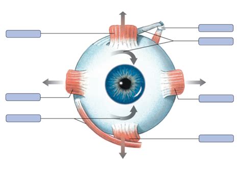 Eye Muscle Labeling Diagram Quizlet