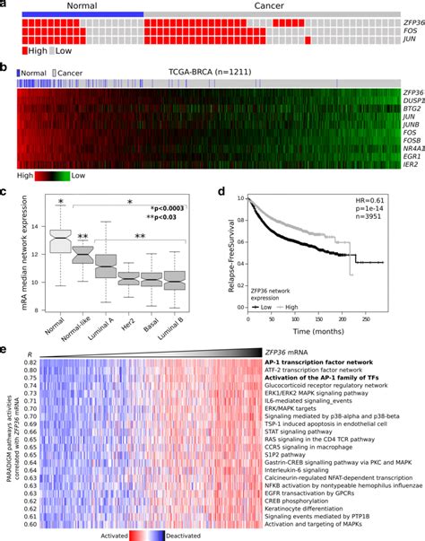 Zfp36gene Network Expression In Human Breast Tissues A Evaluation Of