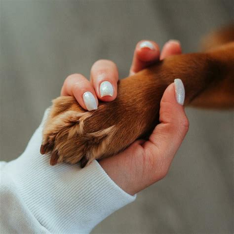 Онлайн курс по зоопсихологии "Психология собаки". Центр Гуманистической ...