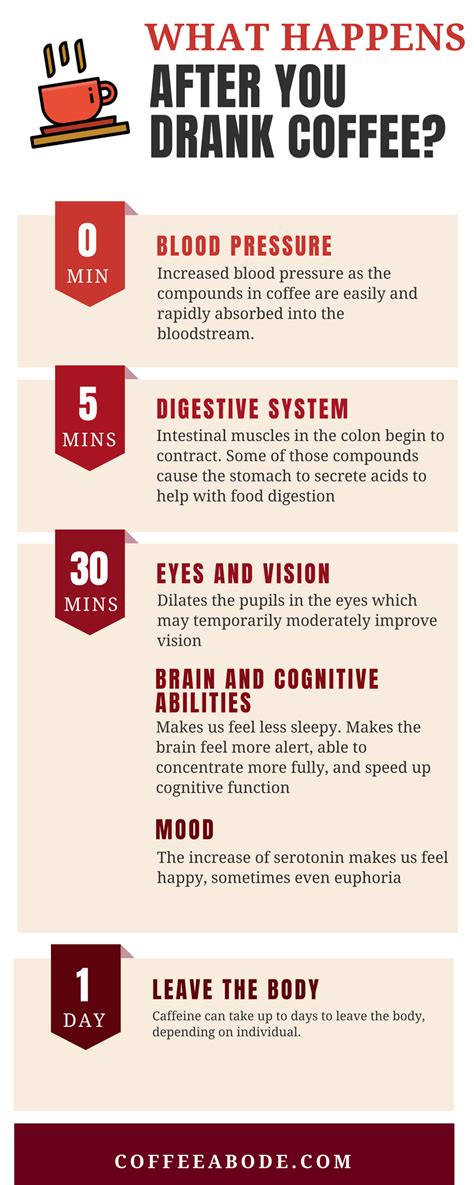 What Happens To Your Body When You Drink Coffee Timeline Infographic