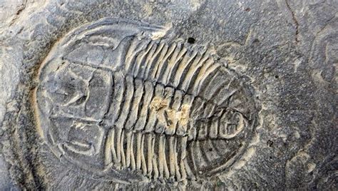 Paleontologists Discover Treasure Trove of Fossils at New Burgess Shale ...