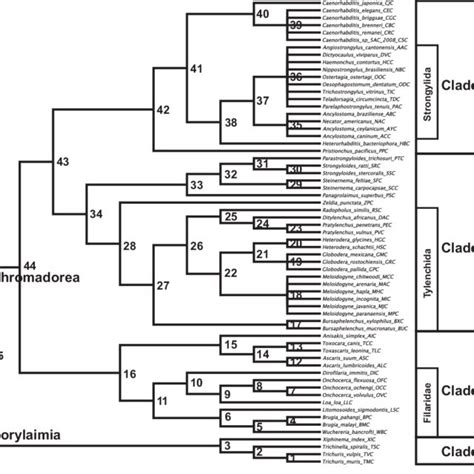 Phylogenetic Relationships Of The Nematode Species Analysed The