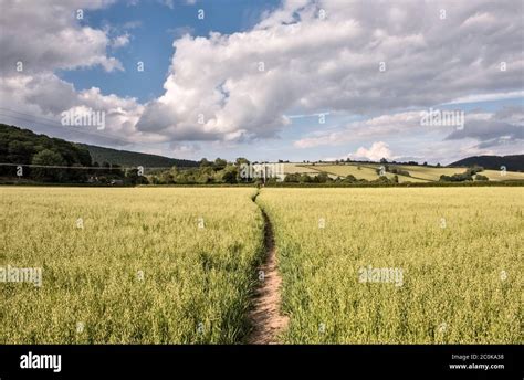 Path Through Wheat Field Hi Res Stock Photography And Images Alamy