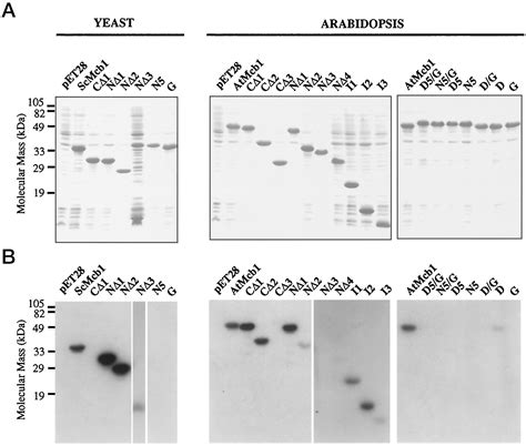 Multiubiquitin Chain Binding and Protein Degradation Are Mediated by ...