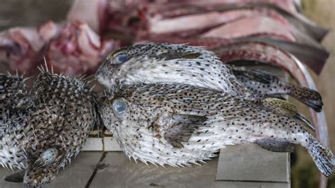 Elderly Man In Johor Dies After Eating Pufferfish Days After Wifes