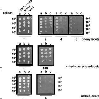 Susceptibility Of Saccharomyces Cerevisiae Strains CEN PK113 7D A