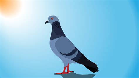 Free Pigeon Vector Art Download 148 Pigeon Icons And Graphics Pixabay