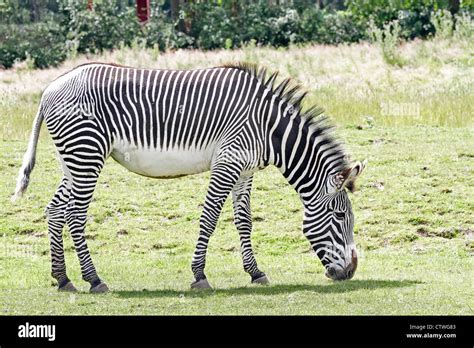 Zebra Grazing Chester Zoo Stock Photo Alamy