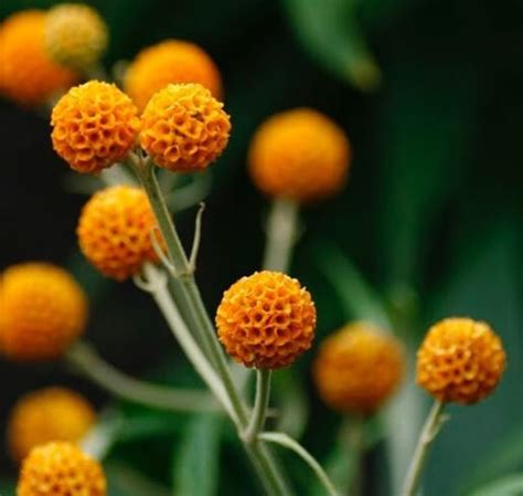 Cómo cultivar Arbusto de las mariposas o buddleia Cómo sembrar 2024