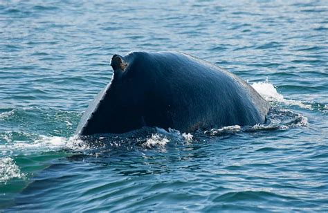 Humpback whale fin — Stock Photo © fyletto #11989297