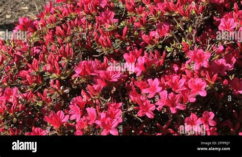 Azaleas Stock Videos Footage Hd And K Video Clips Alamy