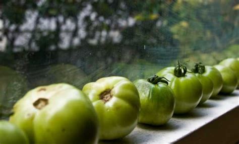 Tomates Sans Taille Sans Tuteur Et Sans Eau La Culture Libre