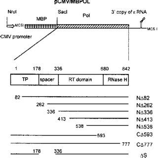 Schematic Representation Of The Expression Cassettes Pcmv Mbpol