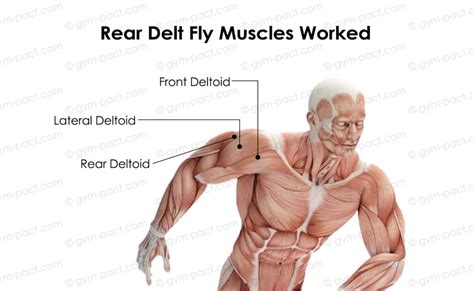 Rear Delt Fly 101 Exercise Guide For Huge Deltoids