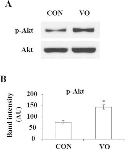 Figure 2 From PTEN Inhibitors Cause A Negative Inotropic And