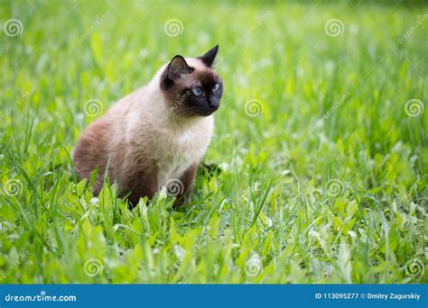 Gato Siamese Na Grama Olhos Azuis Imagem De Stock Imagem De