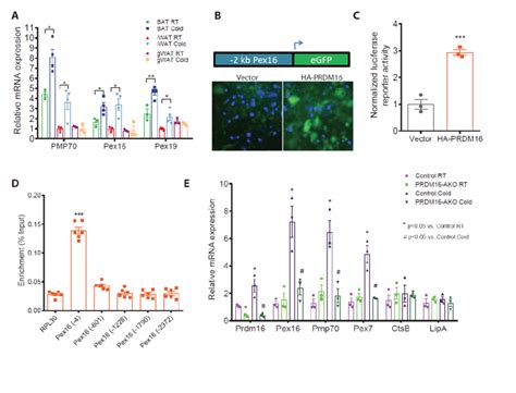 Prdm16 Regulates Cold Induced Peroxisomal Biogenesis In Adipose Tissue